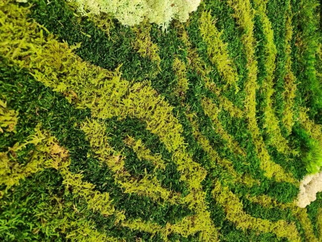 Sheet Moss Sheet Moss